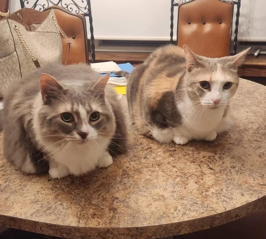 Enlarge Minny and Izzy, a Adoptable Domestic Medium Hair in Pottstown, PA image 1/2