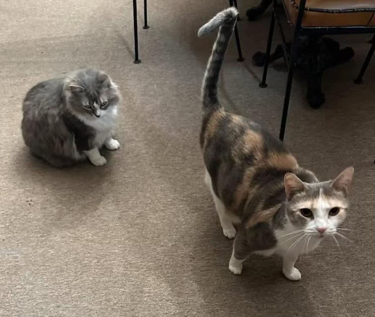 Enlarge Minny and Izzy, a Adoptable Domestic Medium Hair in Pottstown, PA image 2/2