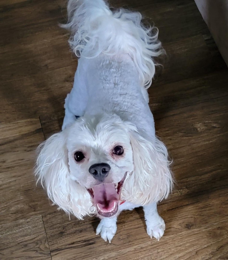 Beau, Adopted, Young Male Cockapoo.