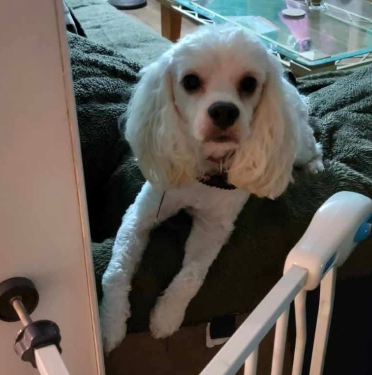 Enlarge Beau, a Adopted mixed breed in Cropseyville, NY image 2/6