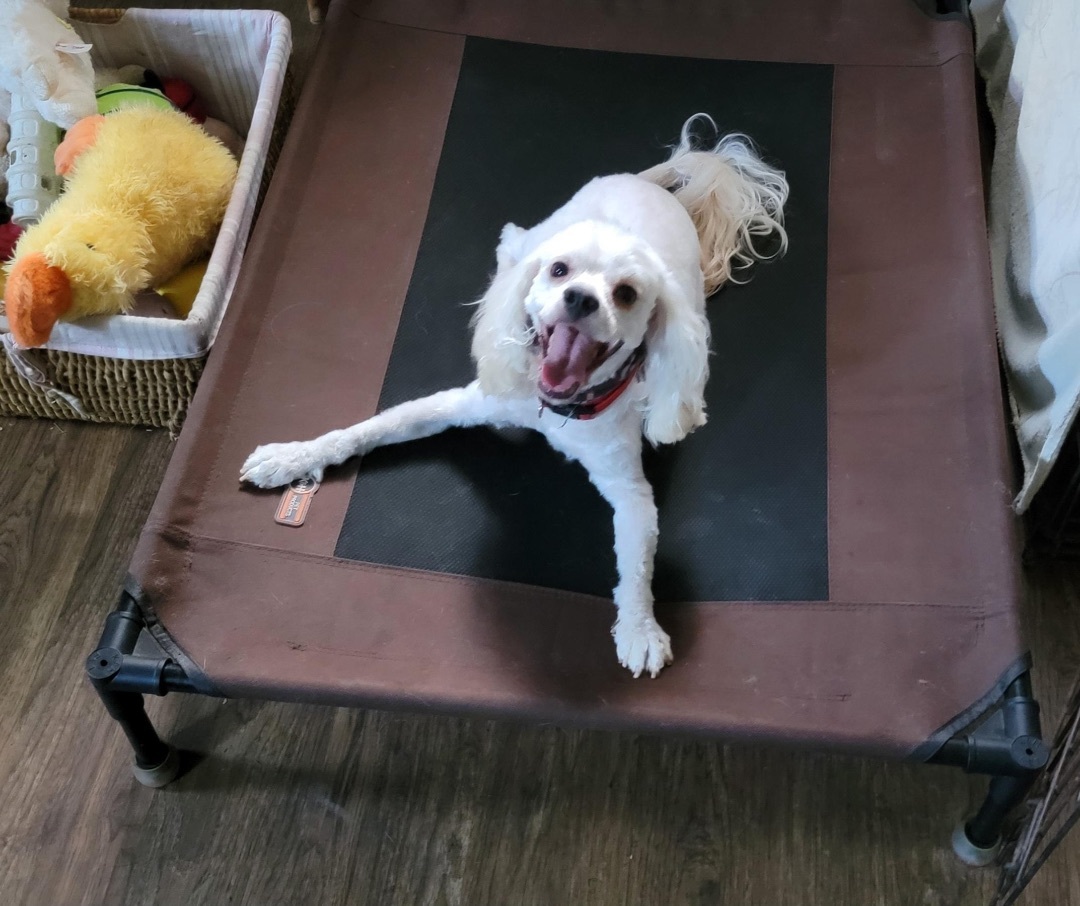 Enlarge Beau, a Adopted mixed breed in Cropseyville, NY image 3/6