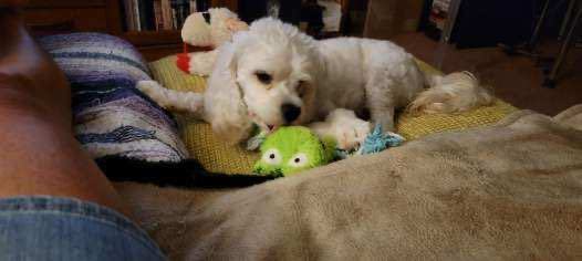 Enlarge Beau, a Adopted mixed breed in Cropseyville, NY image 4/6