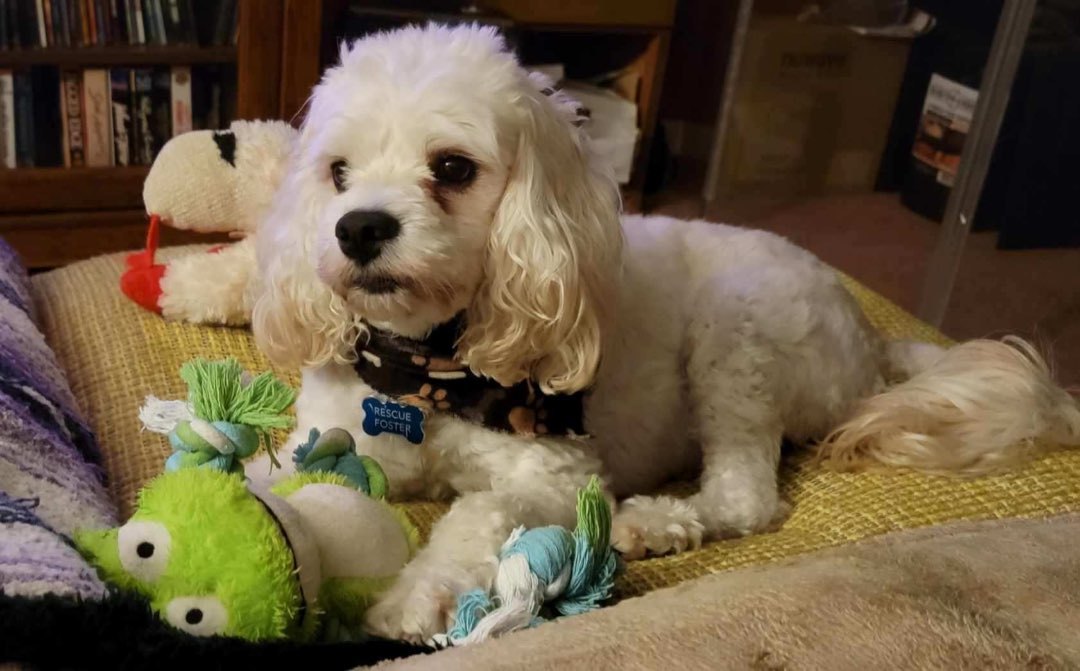 Enlarge Beau, a Adopted mixed breed in Cropseyville, NY image 5/6