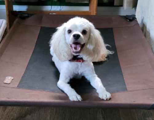 Enlarge Beau, a Adopted mixed breed in Cropseyville, NY image 6/6