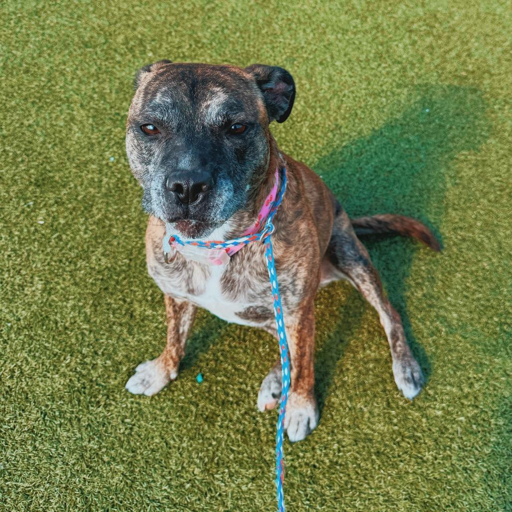 Enlarge Sofie, a Adopted mixed breed in Hays, KS image 6/6