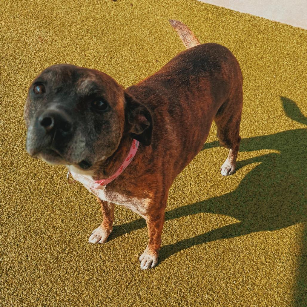 Enlarge Sofie, a Adopted mixed breed in Hays, KS image 3/6