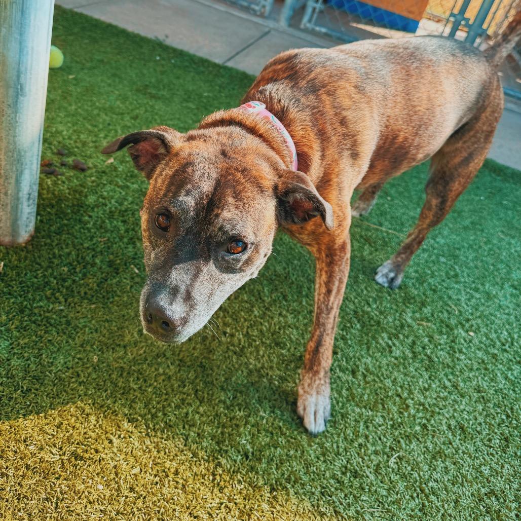 Enlarge Sofie, a Adopted mixed breed in Hays, KS image 4/6