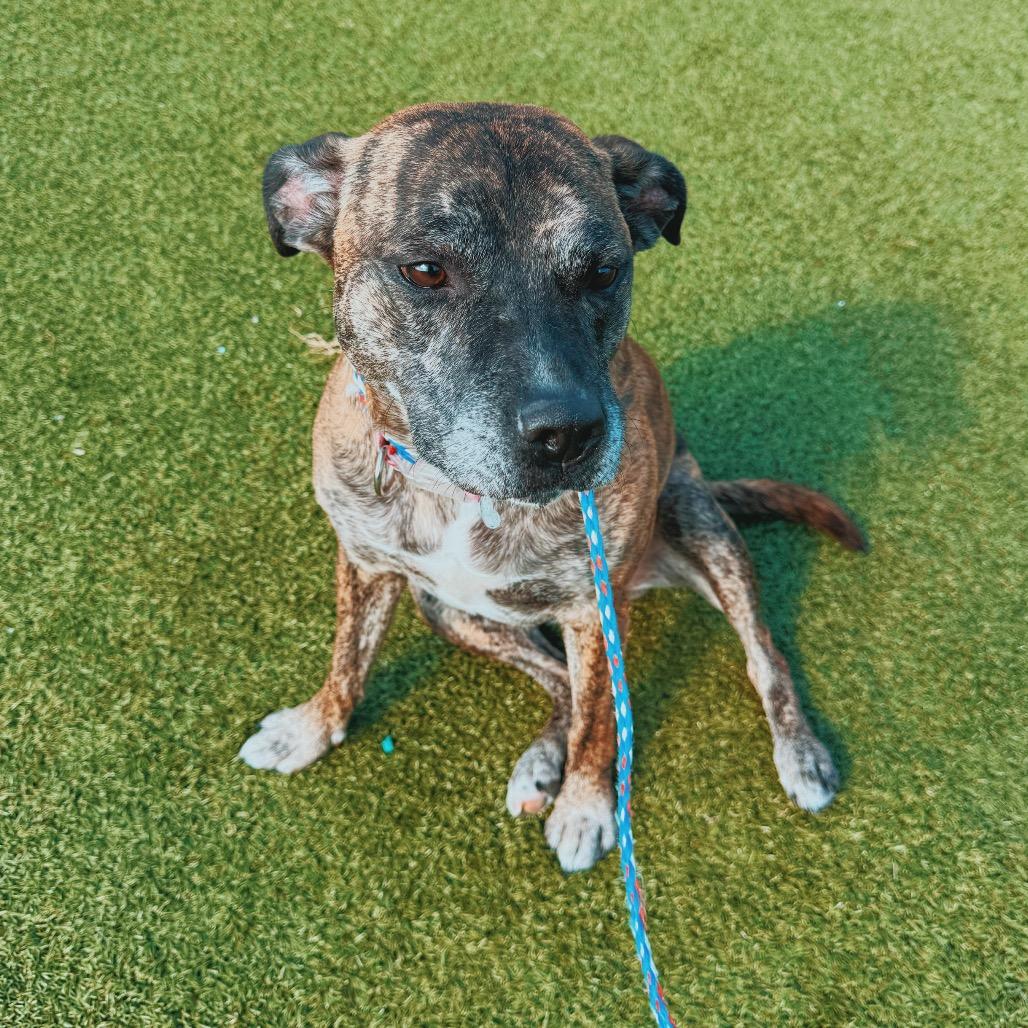 Sofie, Adopted, Adult Female Pit Bull Terrier & Boxer.