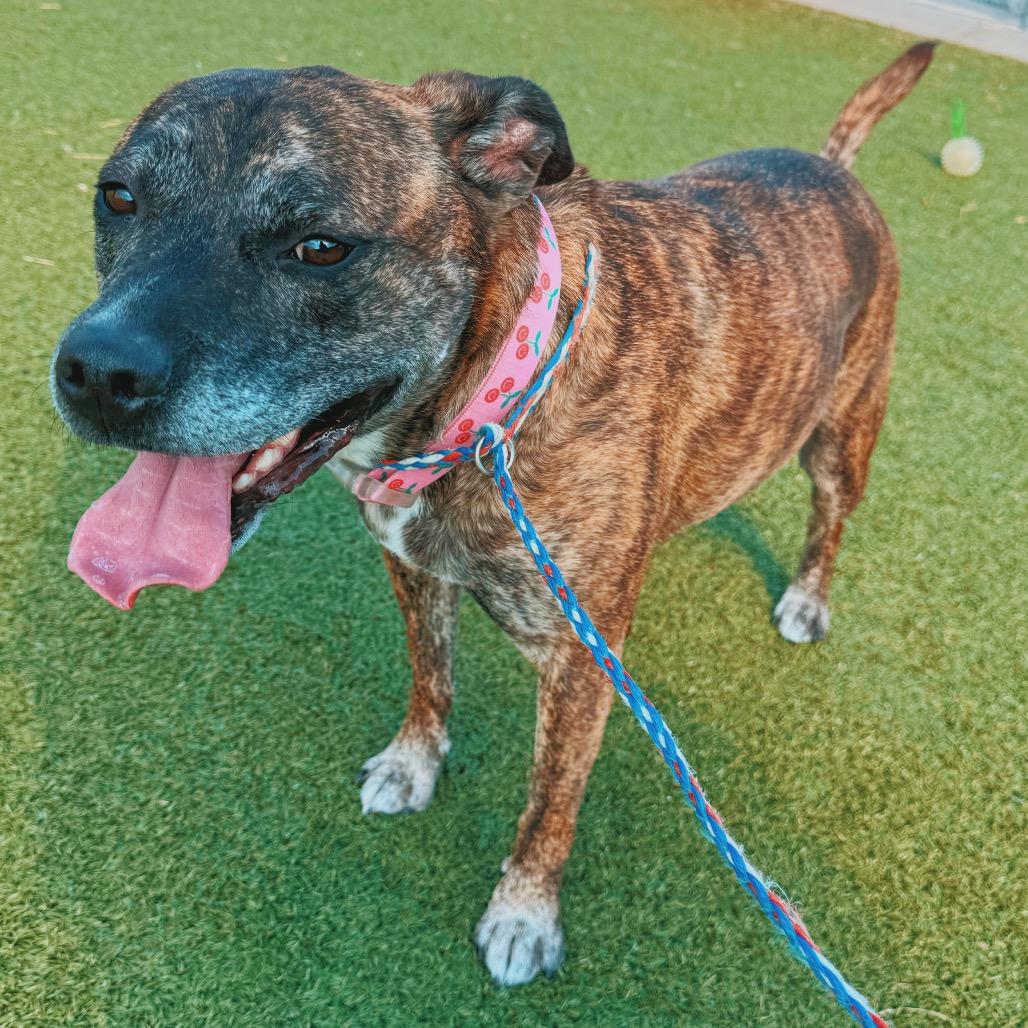 Enlarge Sofie, a Adopted mixed breed in Hays, KS image 5/6