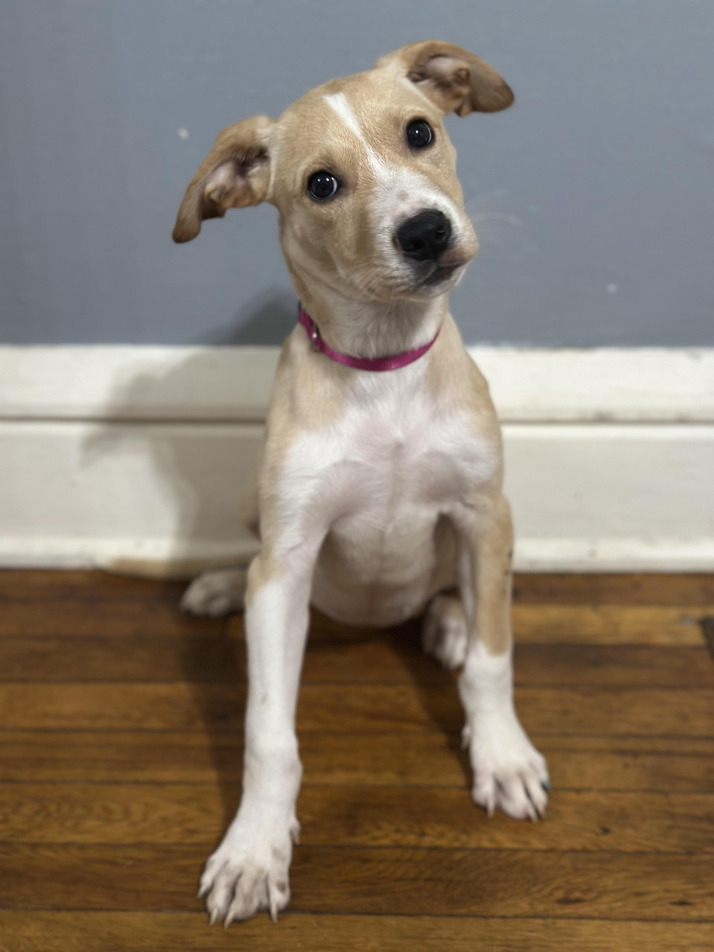 Enlarge Miley, a Adoptable mixed breed in Charleston , WV image 2/2