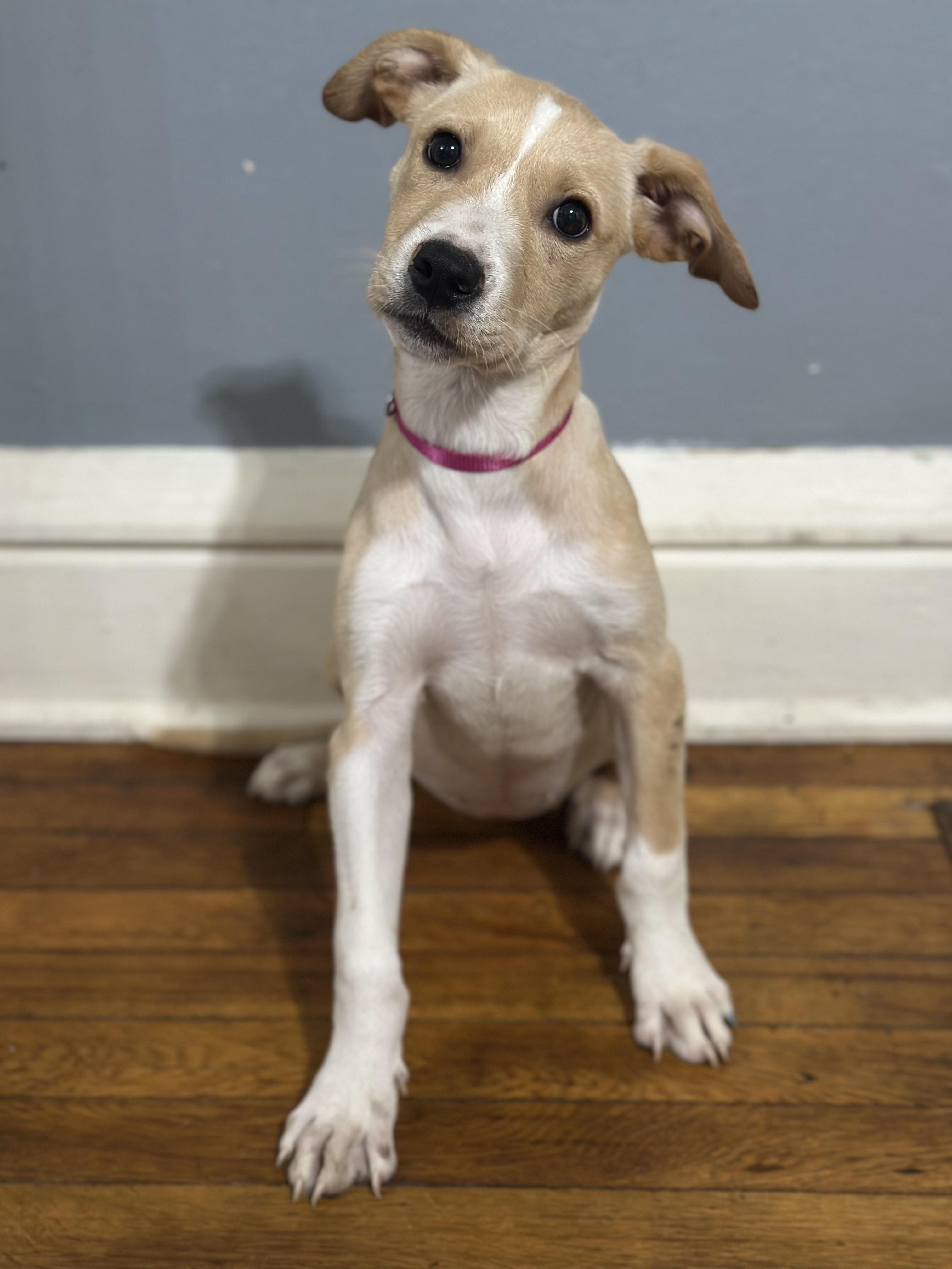 Enlarge Miley, a Adoptable mixed breed in Charleston , WV image 1/2