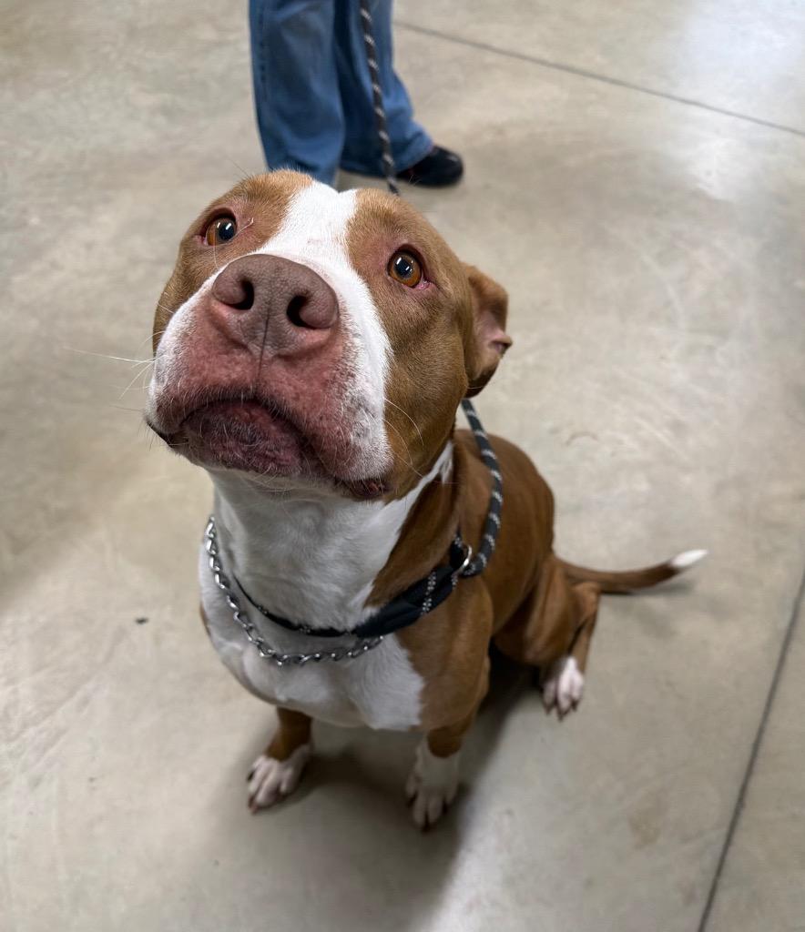 Simba, a Adoptable American Staffordshire Terrier in Pierceton, IN image 1/6