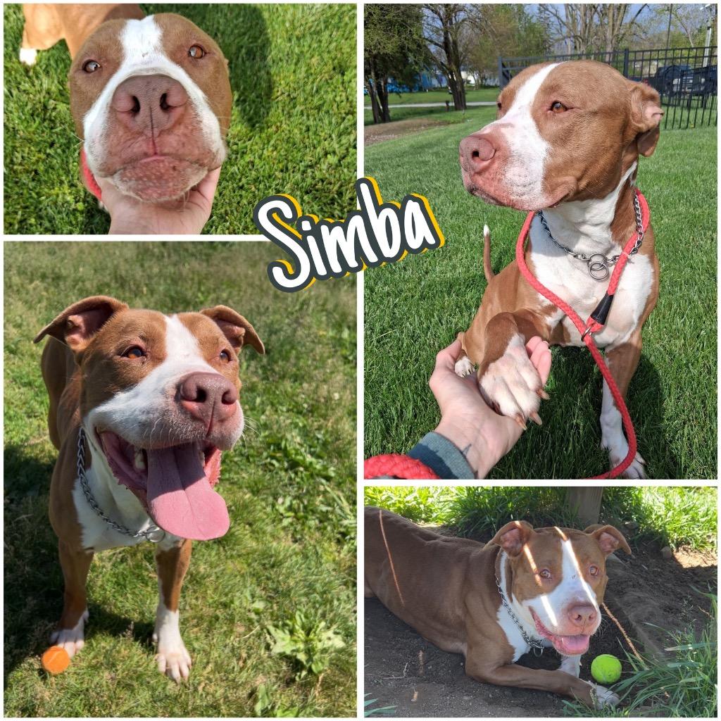 Simba, a Adoptable American Staffordshire Terrier in Pierceton, IN image 2/6