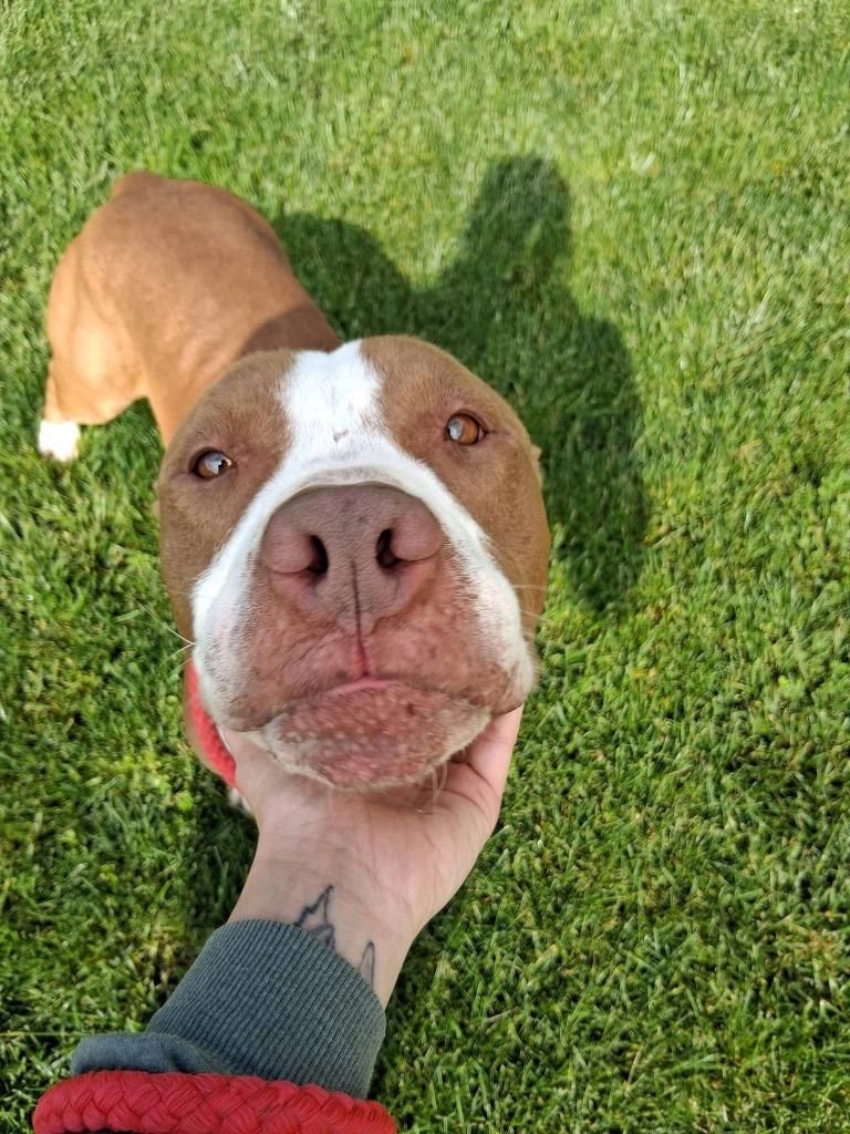 Simba, a Adoptable American Staffordshire Terrier in Pierceton, IN image 3/6