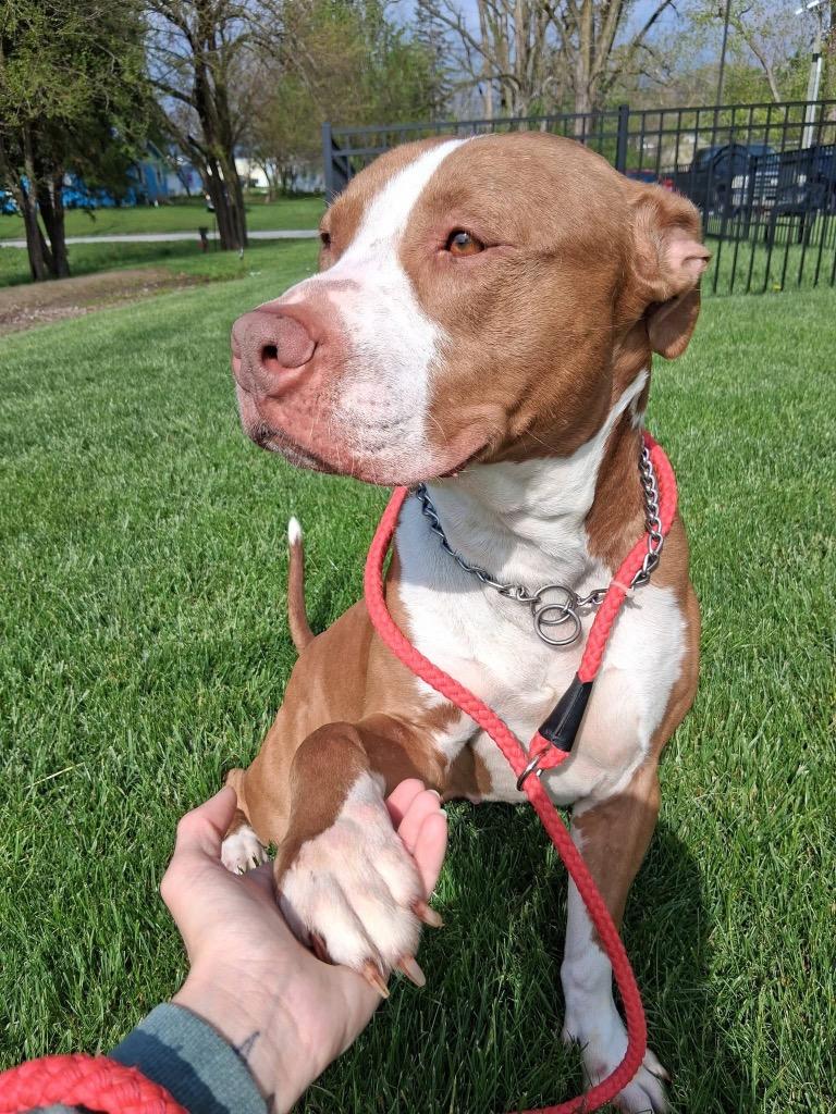 Simba, a Adoptable American Staffordshire Terrier in Pierceton, IN image 4/6