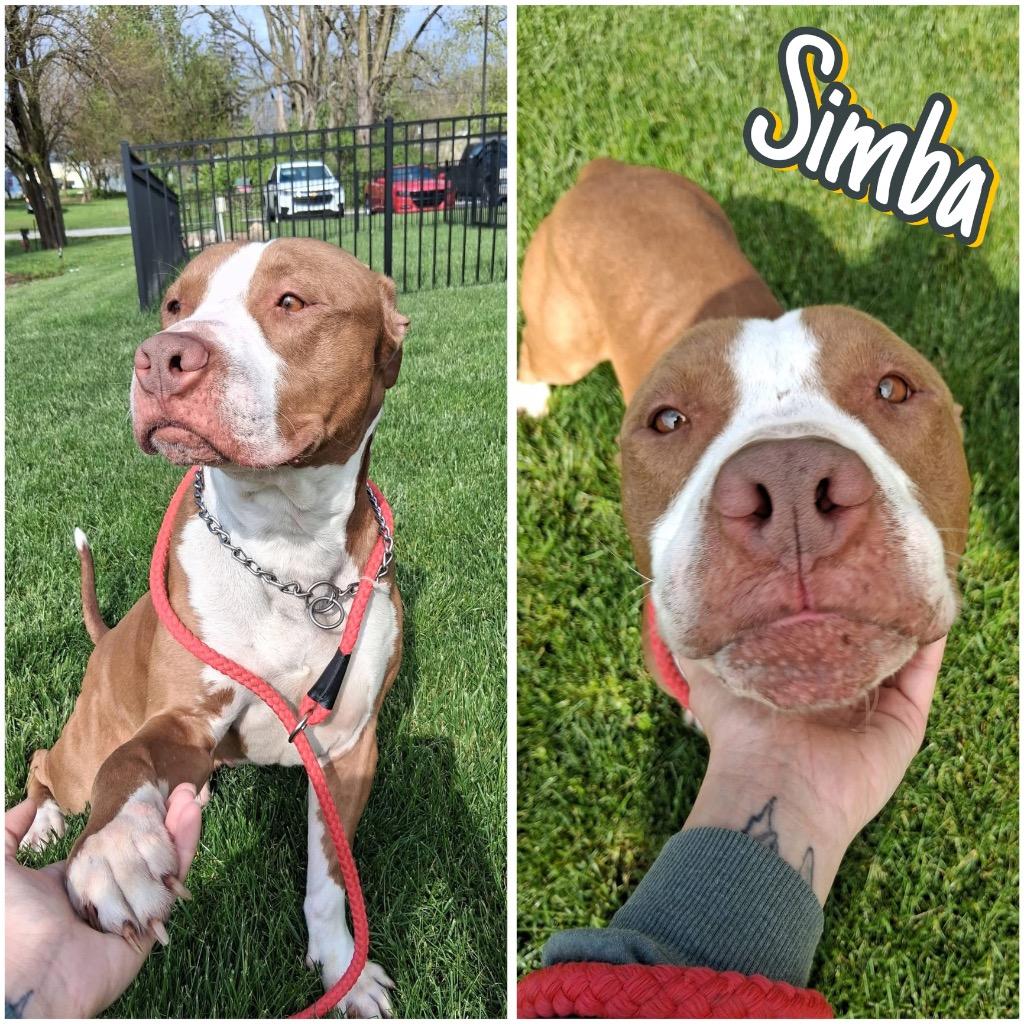 Simba, a Adoptable American Staffordshire Terrier in Pierceton, IN image 5/6