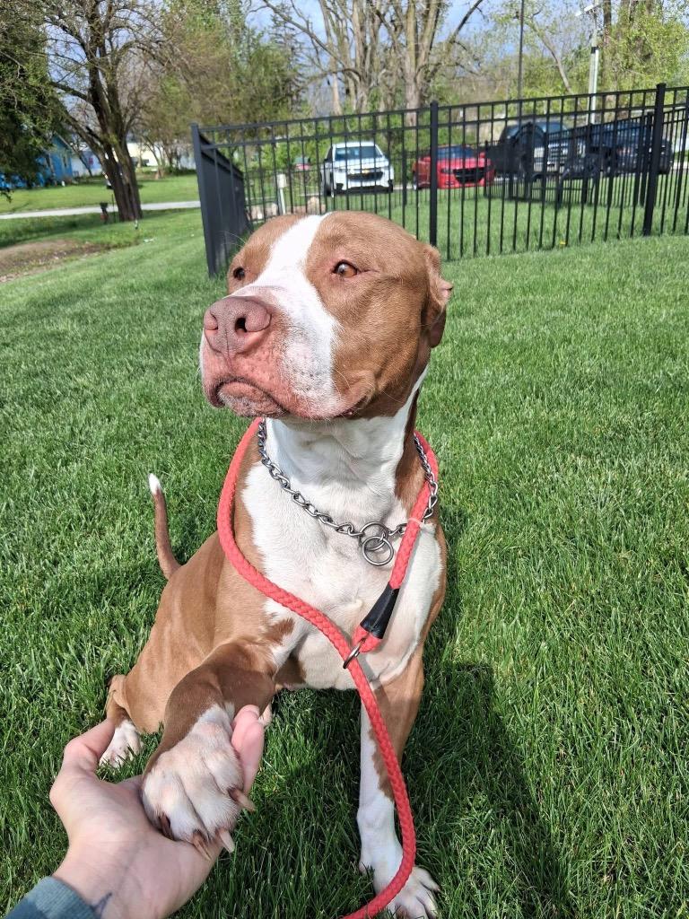 Simba, a Adoptable American Staffordshire Terrier in Pierceton, IN image 6/6