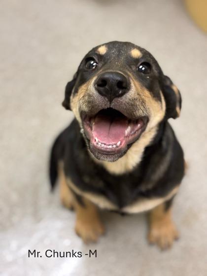 Enlarge Mr. Chunks, a Adoptable mixed breed in Guntersville, AL image 1/1