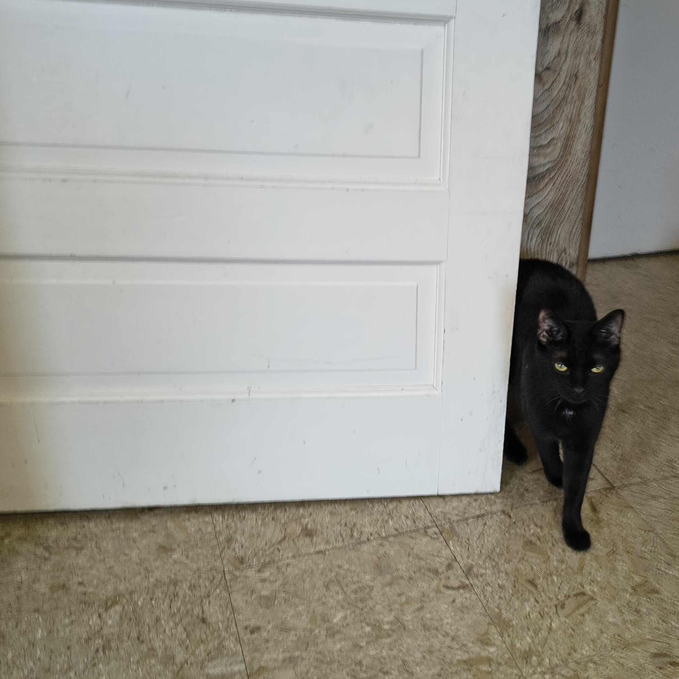 Enlarge Phil, a ADOPTABLE Domestic Short Hair in Cincinnati, OH image 3/4