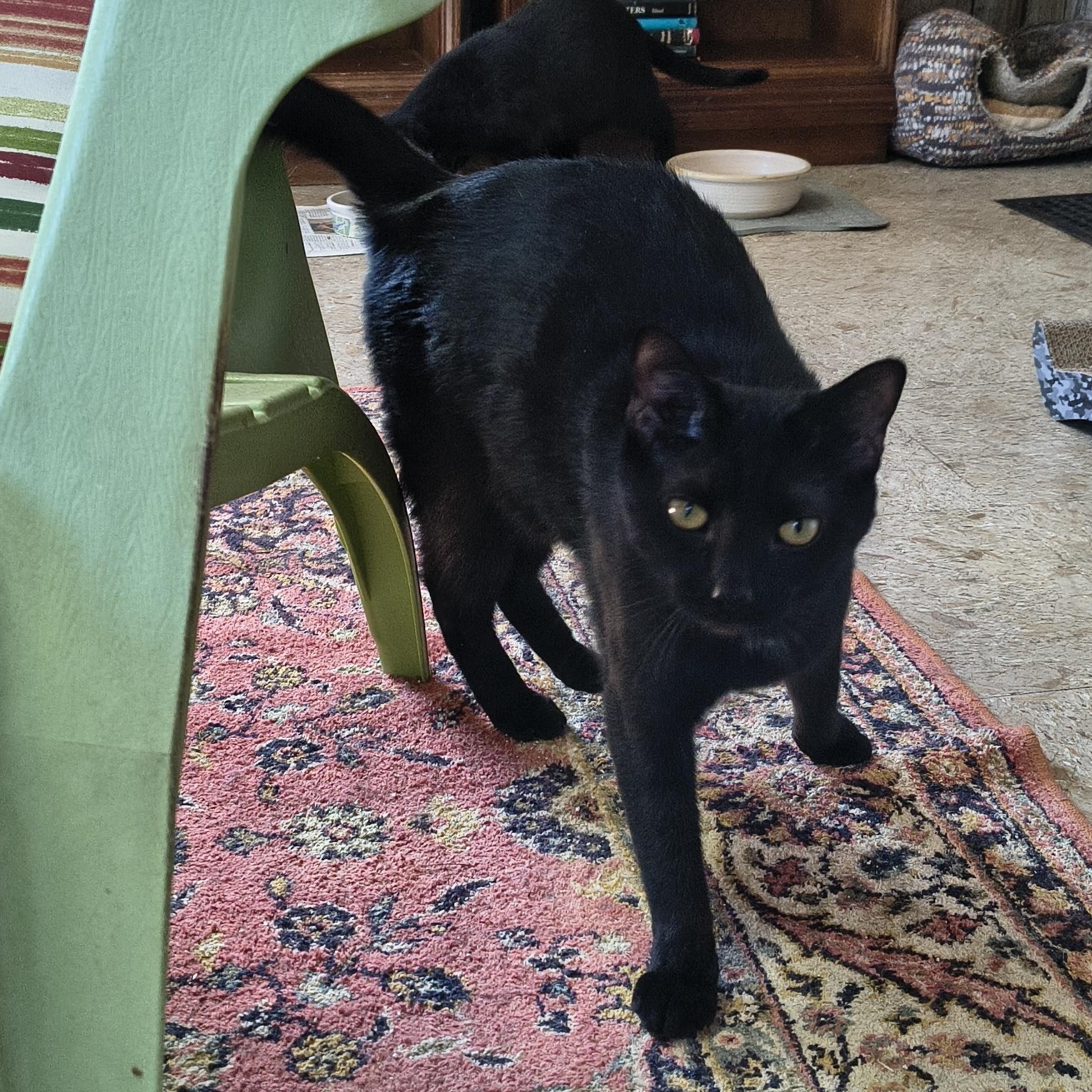 Phil, ADOPTABLE, Young Male Domestic Short Hair.