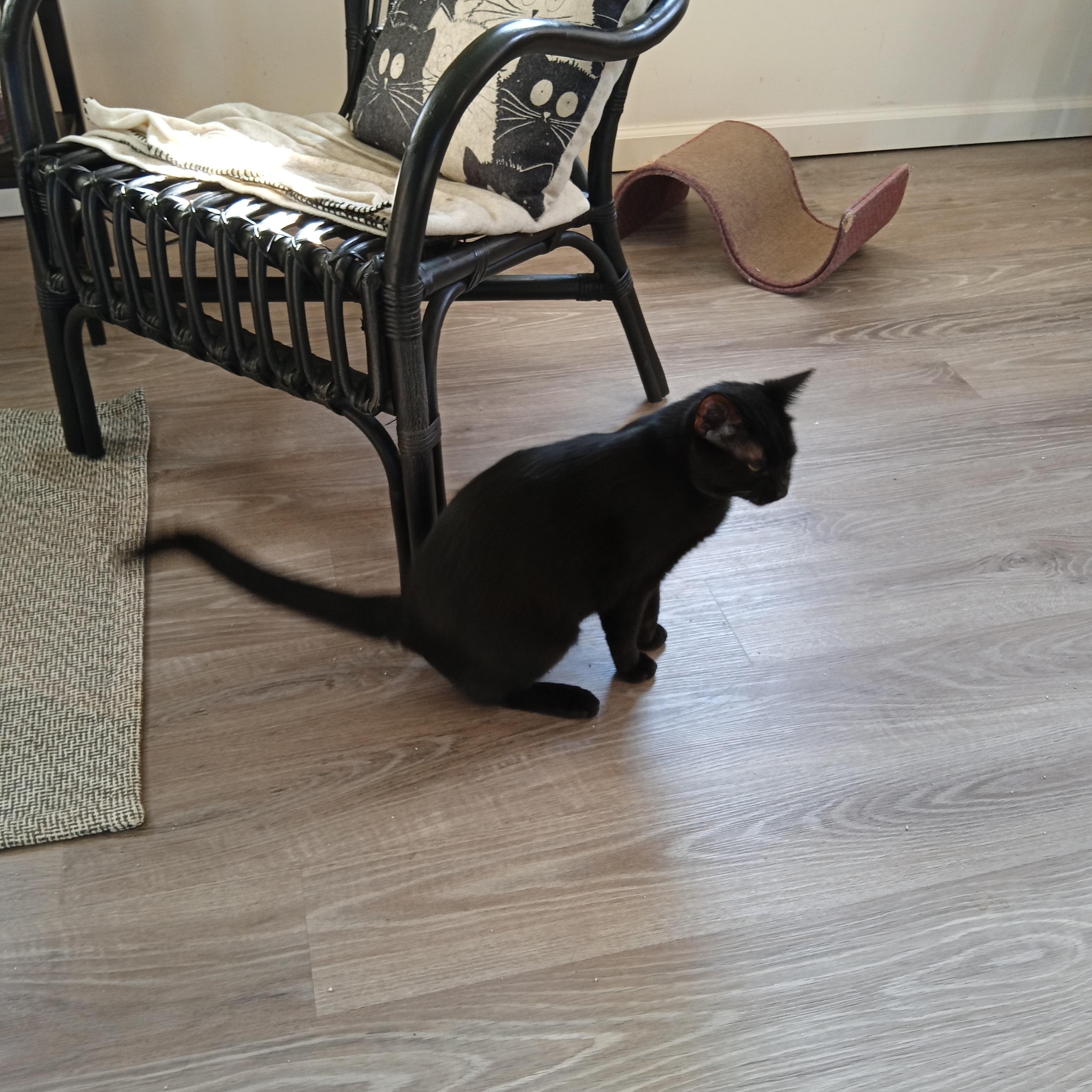 Enlarge Phil, a ADOPTABLE Domestic Short Hair in Cincinnati, OH image 2/4