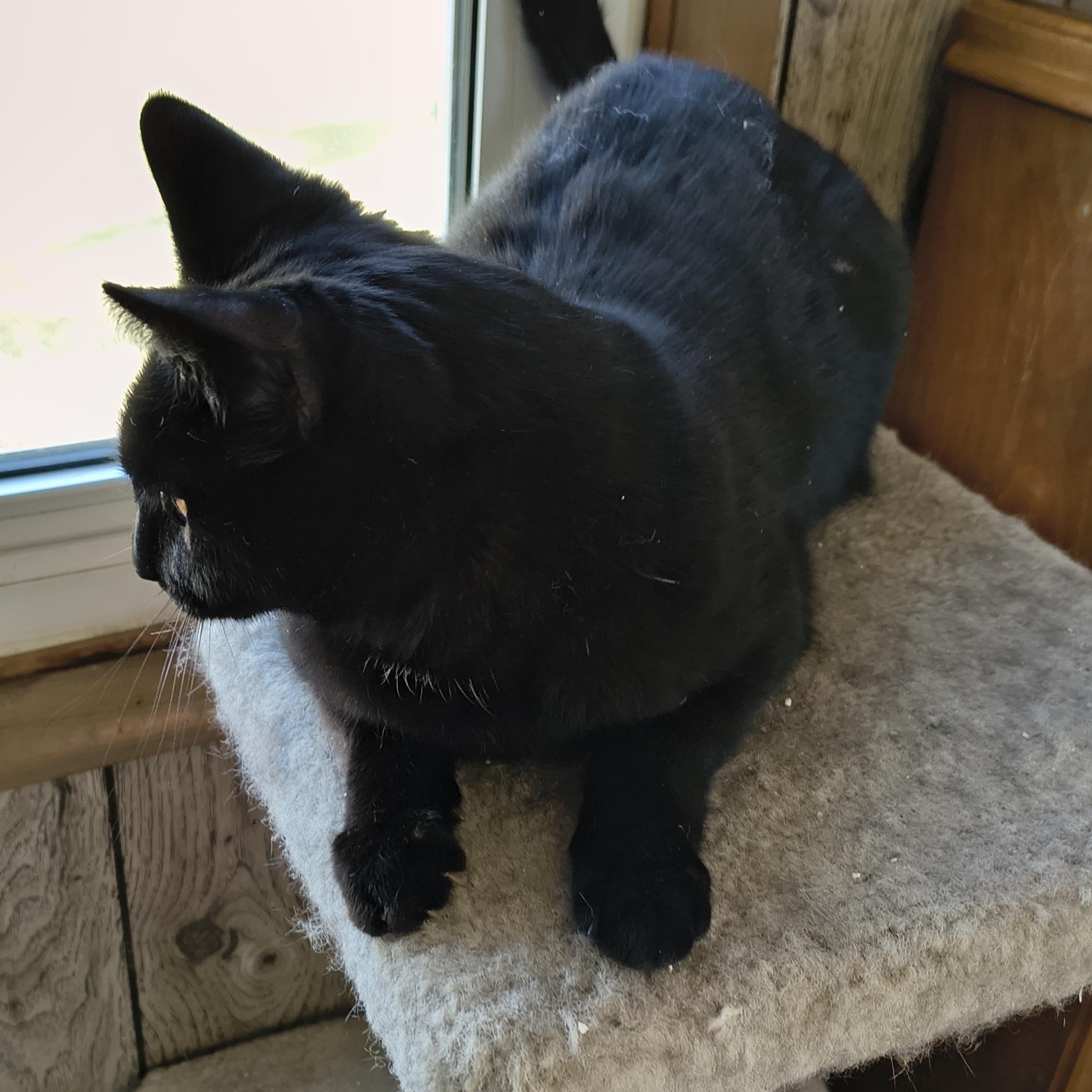 Enlarge Phil, a ADOPTABLE Domestic Short Hair in Cincinnati, OH image 4/4