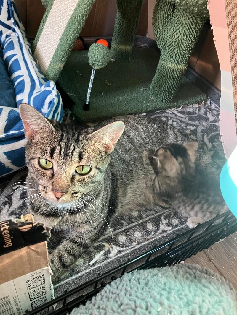 Enlarge Momma Bear, a Adoptable Domestic Short Hair in Colmar, PA image 1/6