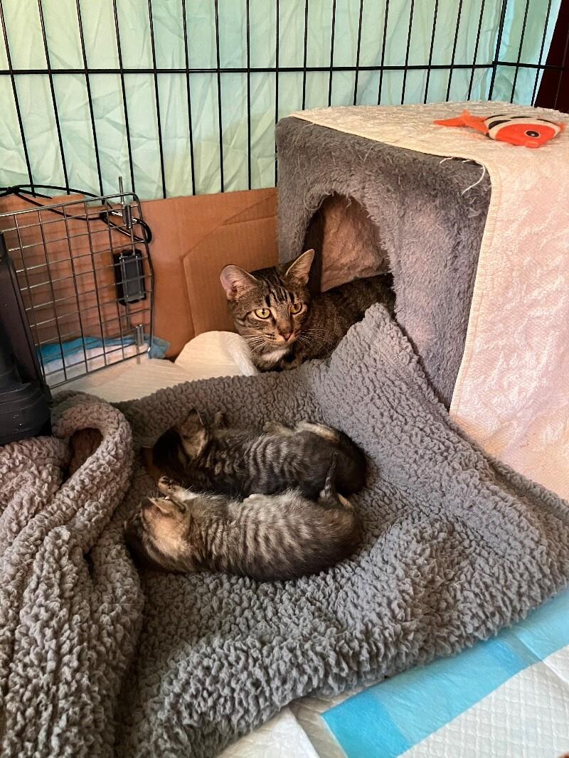 Enlarge Momma Bear, a Adoptable Domestic Short Hair in Colmar, PA image 2/6