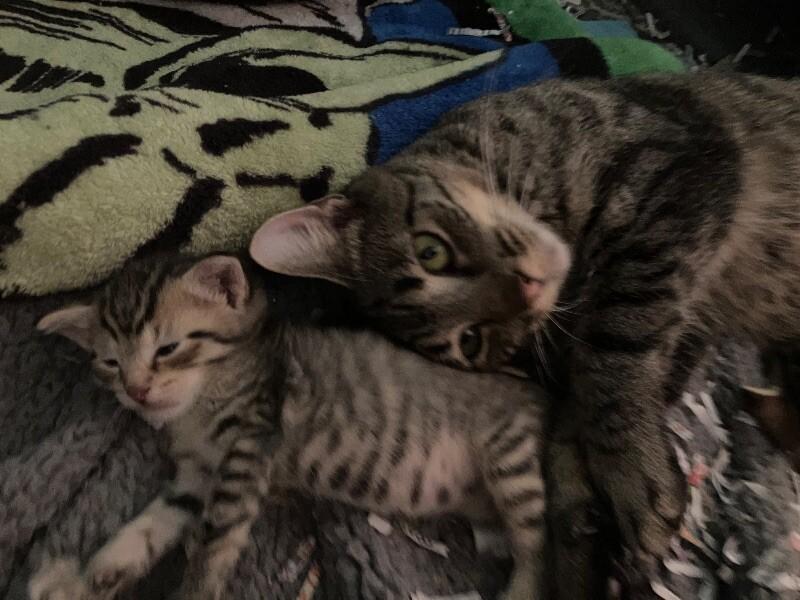 Enlarge Momma Bear, a Adoptable Domestic Short Hair in Colmar, PA image 3/6