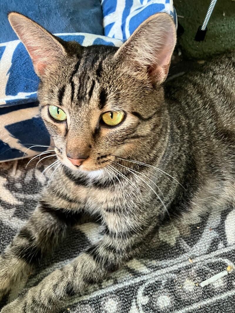 Enlarge Momma Bear, a Adoptable Domestic Short Hair in Colmar, PA image 4/6