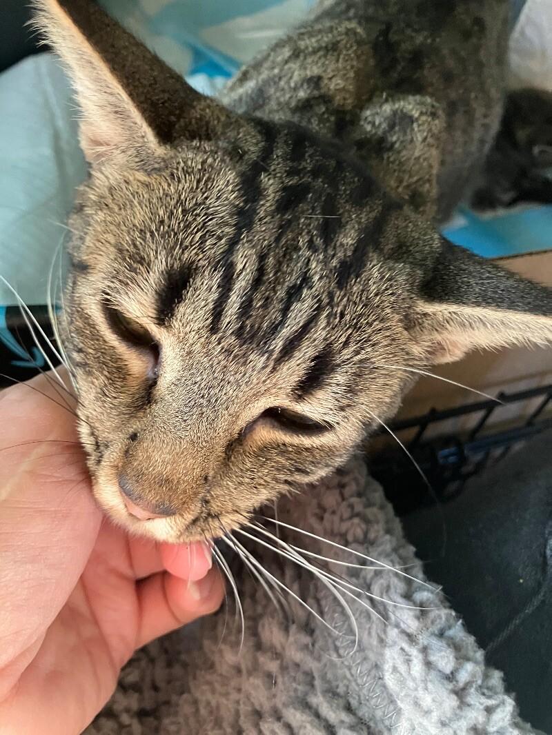 Enlarge Momma Bear, a Adoptable Domestic Short Hair in Colmar, PA image 5/6