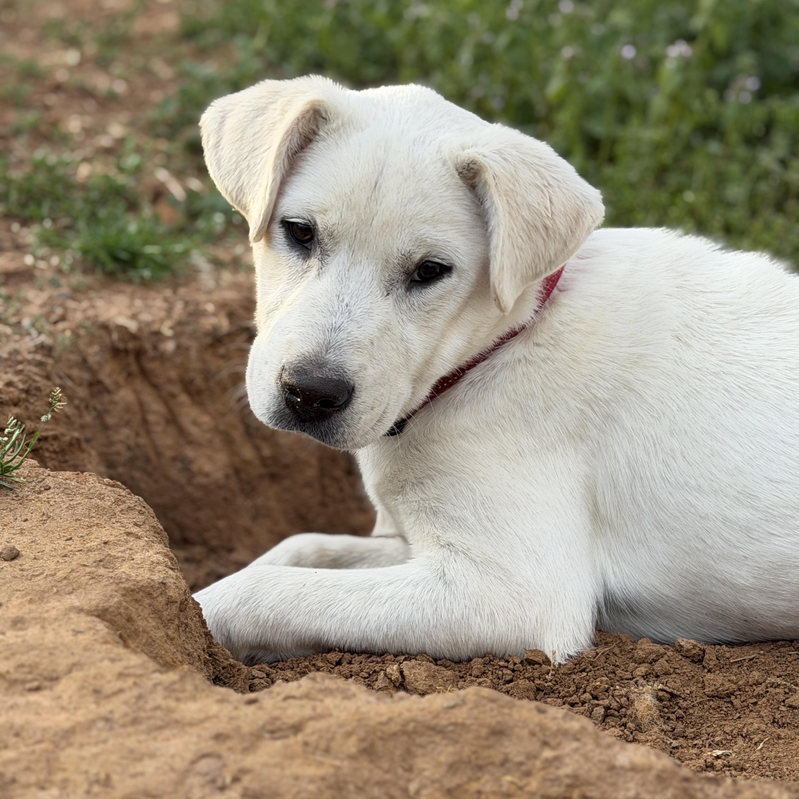 Enlarge DUTCH, a ADOPTABLE mixed breed in Griswold , CT image 4/5