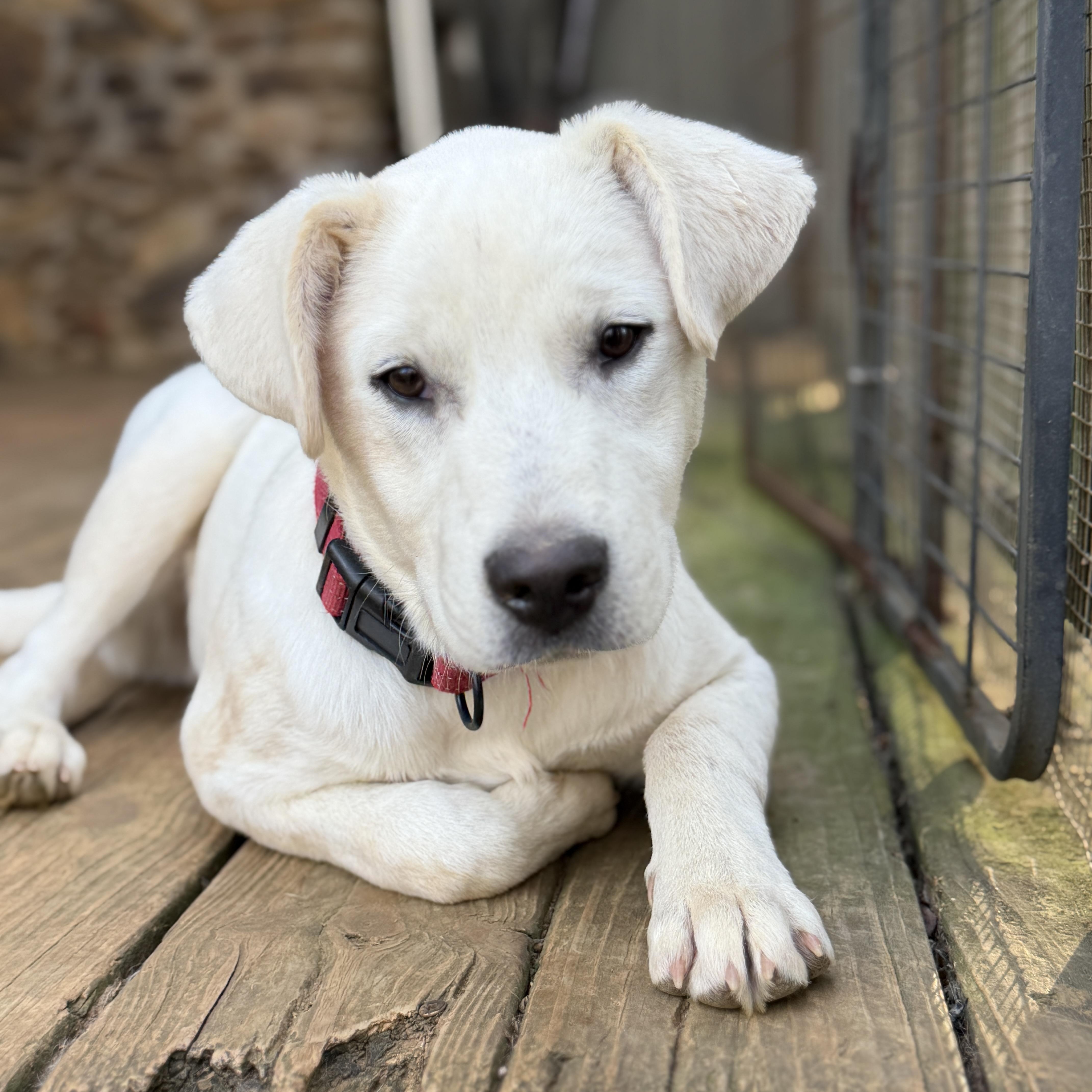 Enlarge DUTCH, a ADOPTABLE mixed breed in Griswold , CT image 1/5
