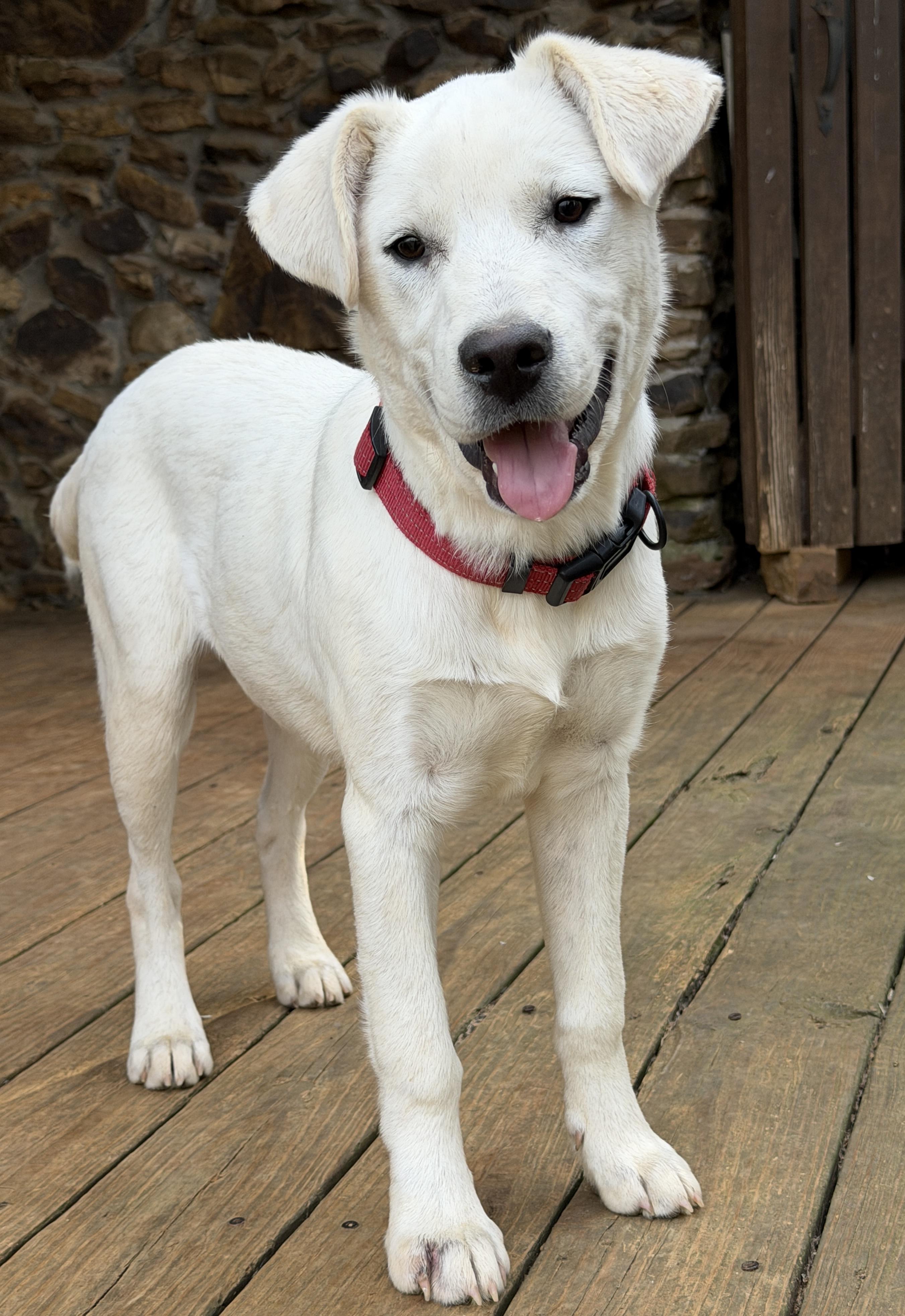 Enlarge DUTCH, a ADOPTABLE mixed breed in Griswold , CT image 2/5