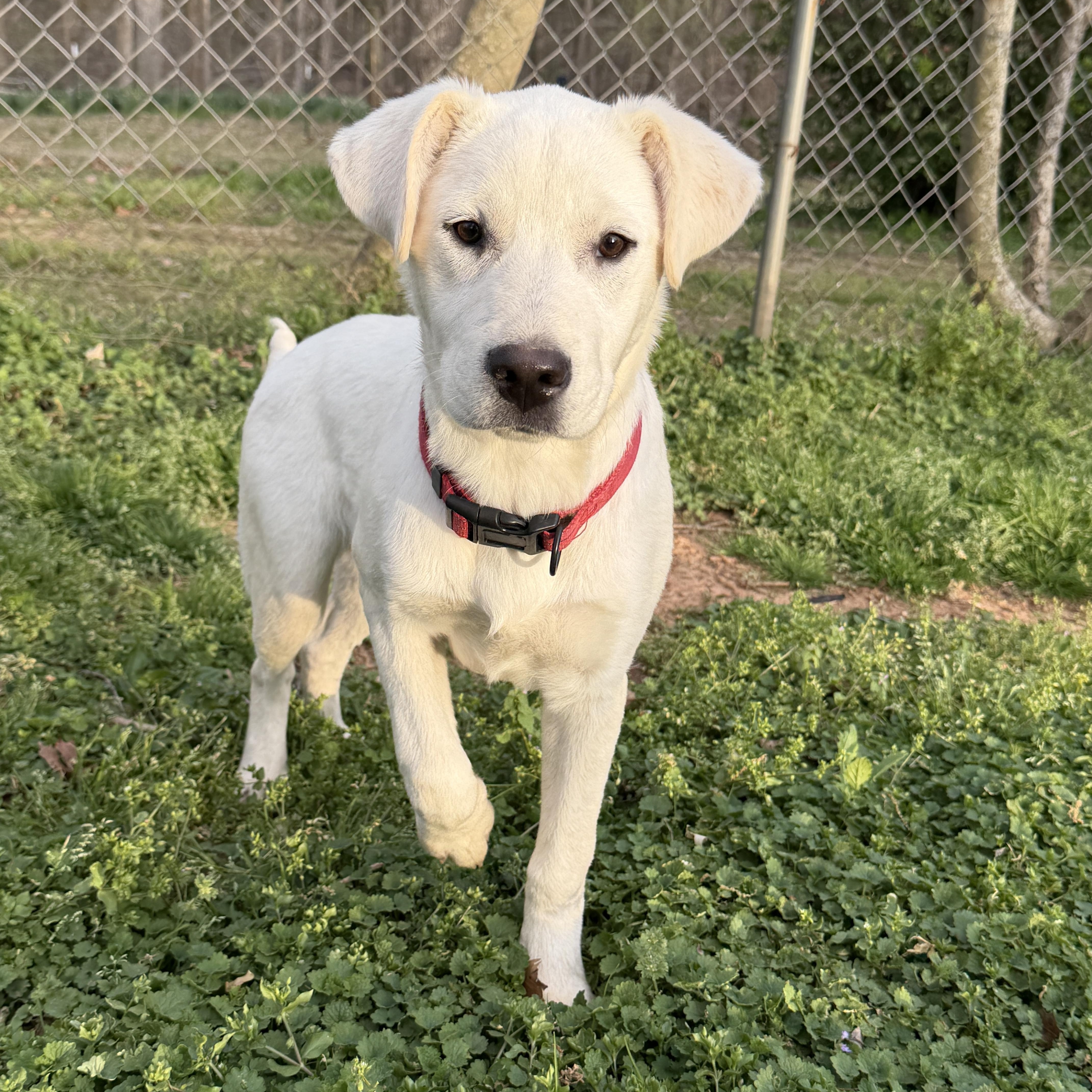 Enlarge DUTCH, a ADOPTABLE mixed breed in Griswold , CT image 5/5
