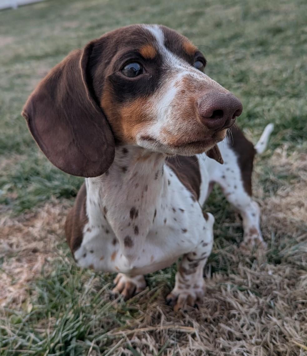 Peanut in TN, a ADOPTABLE Dachshund in Shelbyville, TN image 3/6