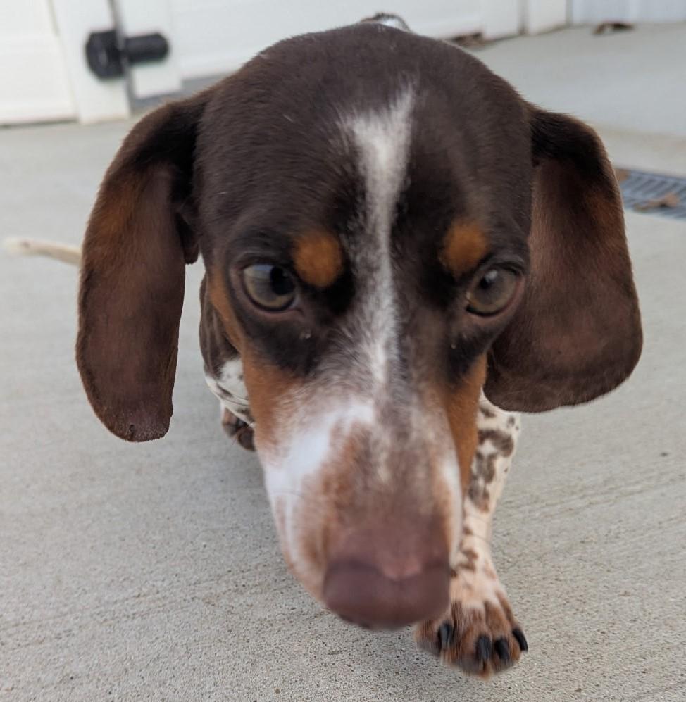 Peanut in TN, a ADOPTABLE Dachshund in Shelbyville, TN image 1/6
