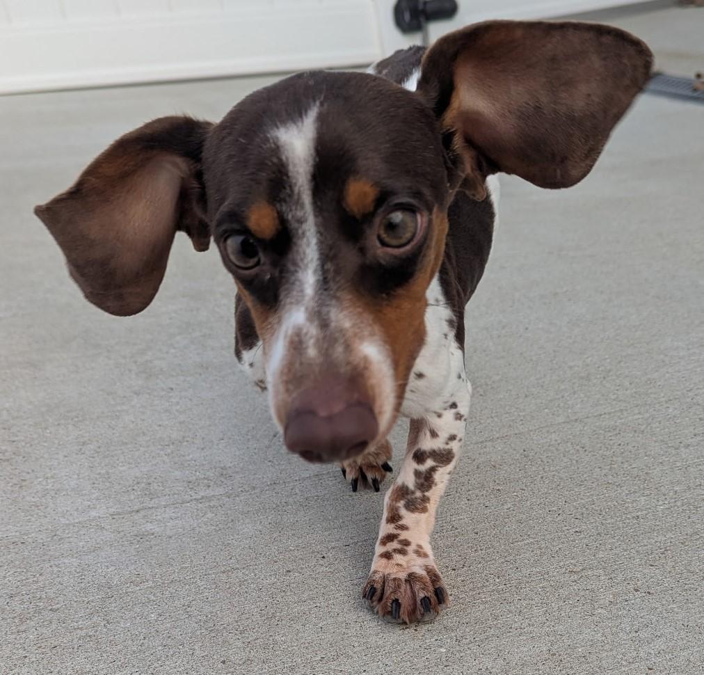 Peanut in TN, a ADOPTABLE Dachshund in Shelbyville, TN image 6/6