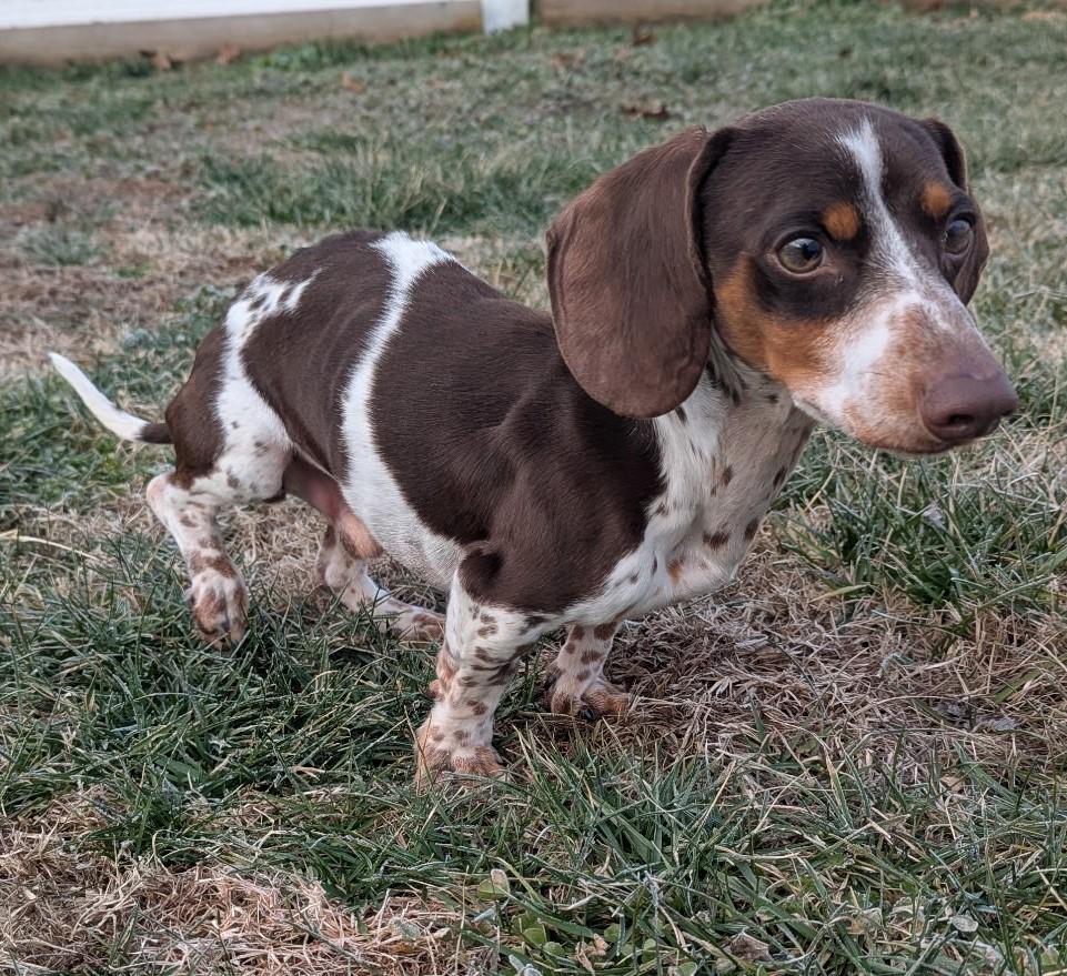 Peanut in TN, a ADOPTABLE Dachshund in Shelbyville, TN image 2/6