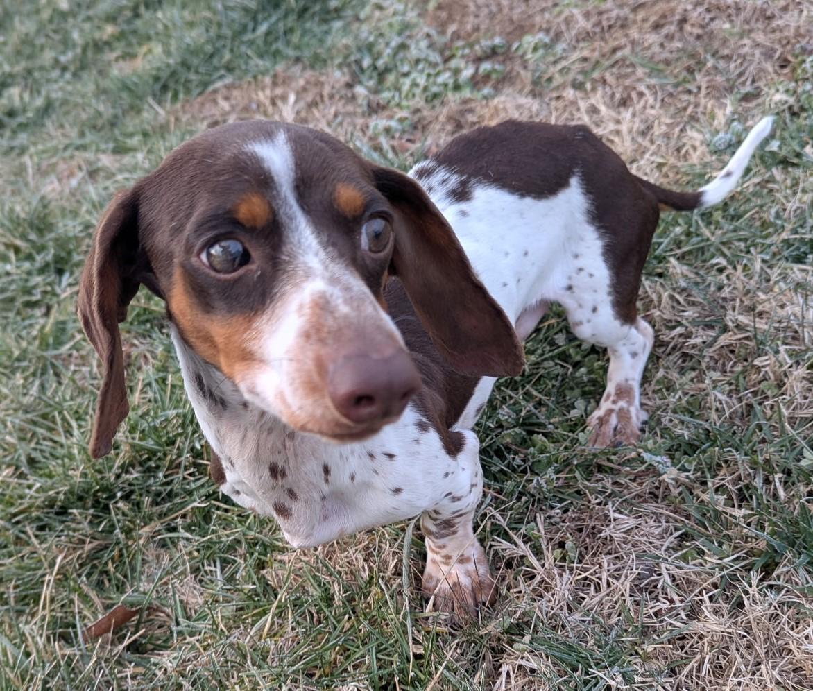 Peanut in TN, a ADOPTABLE Dachshund in Shelbyville, TN image 4/6