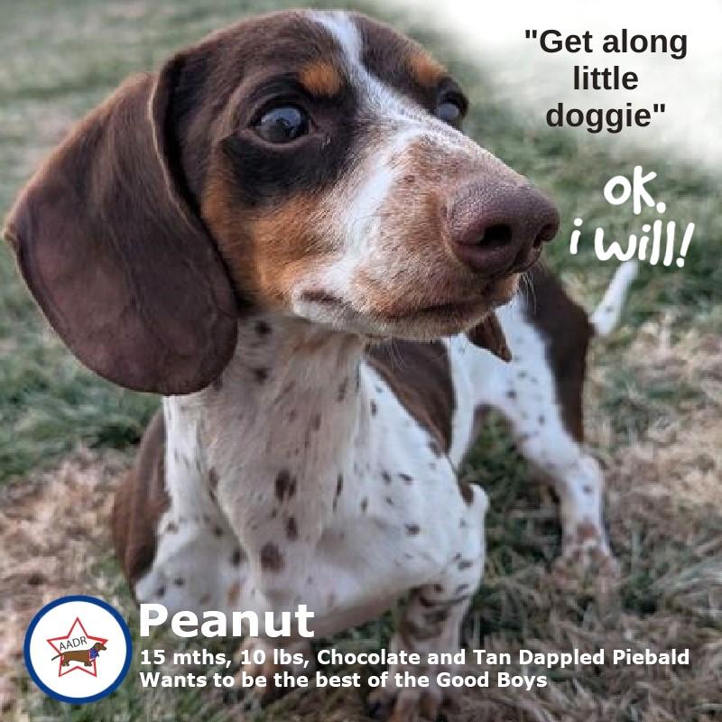 Peanut in TN, adopted, Young Male Dachshund.