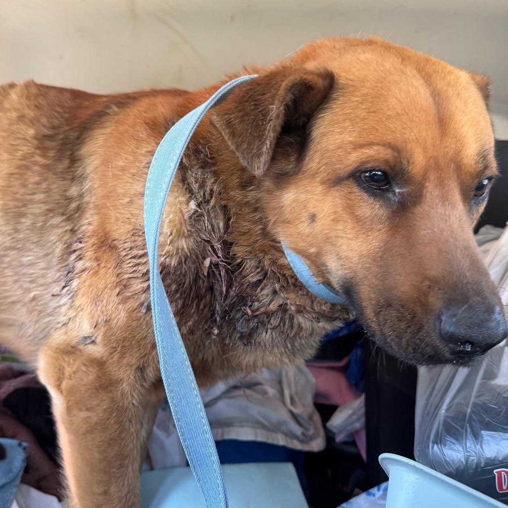 Faithful, Adoptable, Adult Male German Shepherd Dog.
