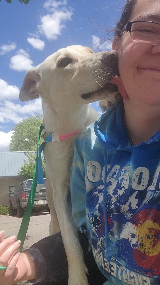 Mario, a Adoptable mixed breed in Cortez, CO image 1/3