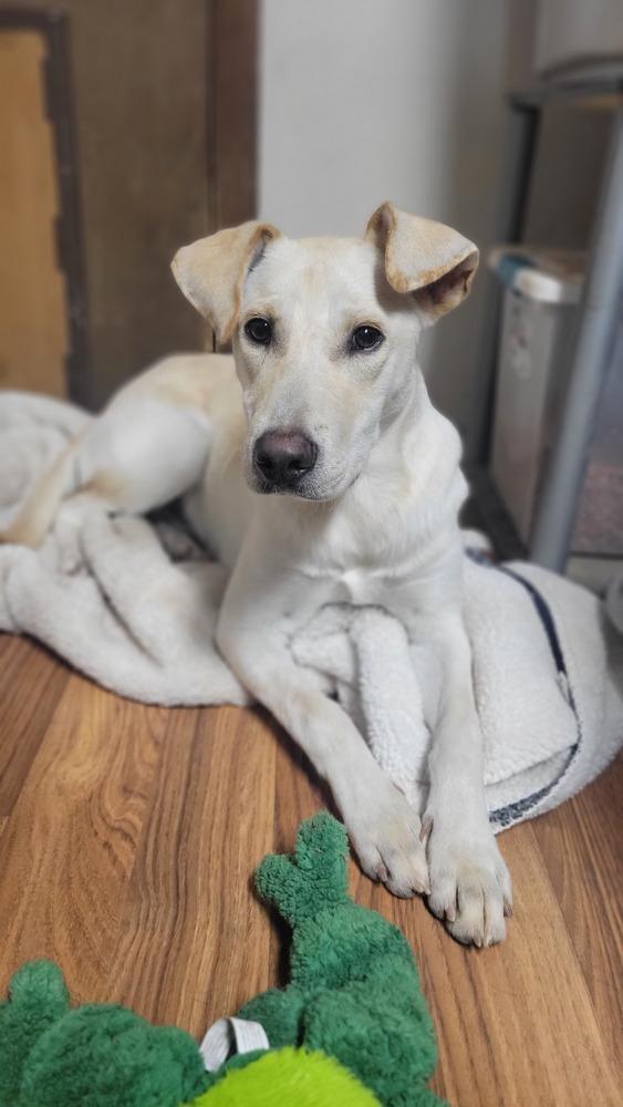 Mario, a Adoptable mixed breed in Cortez, CO image 2/3