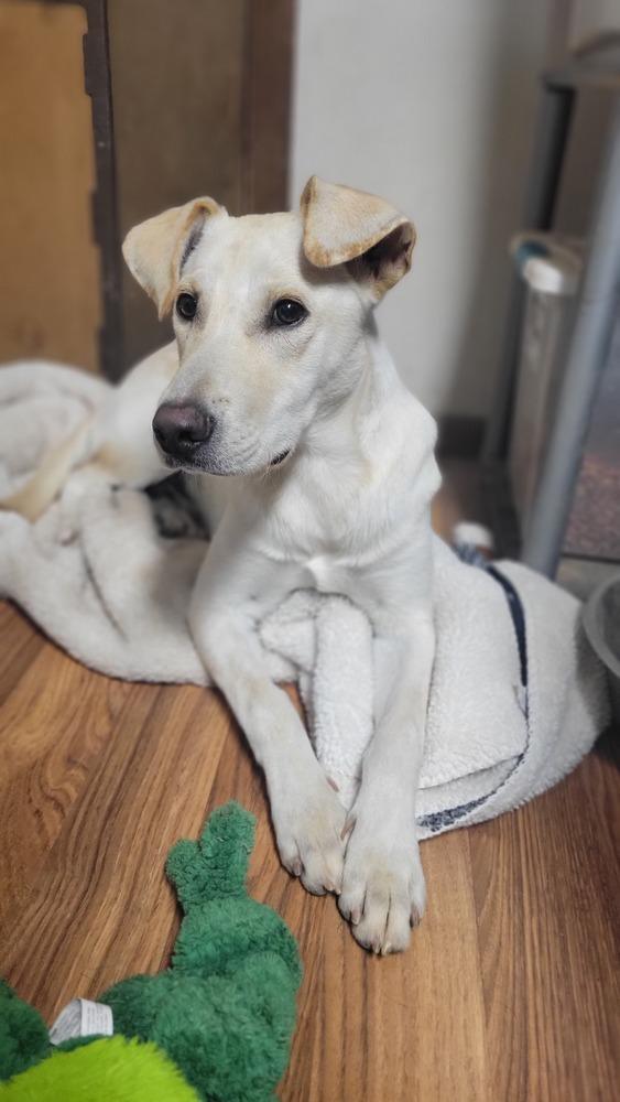 Mario, a Adoptable mixed breed in Cortez, CO image 3/3