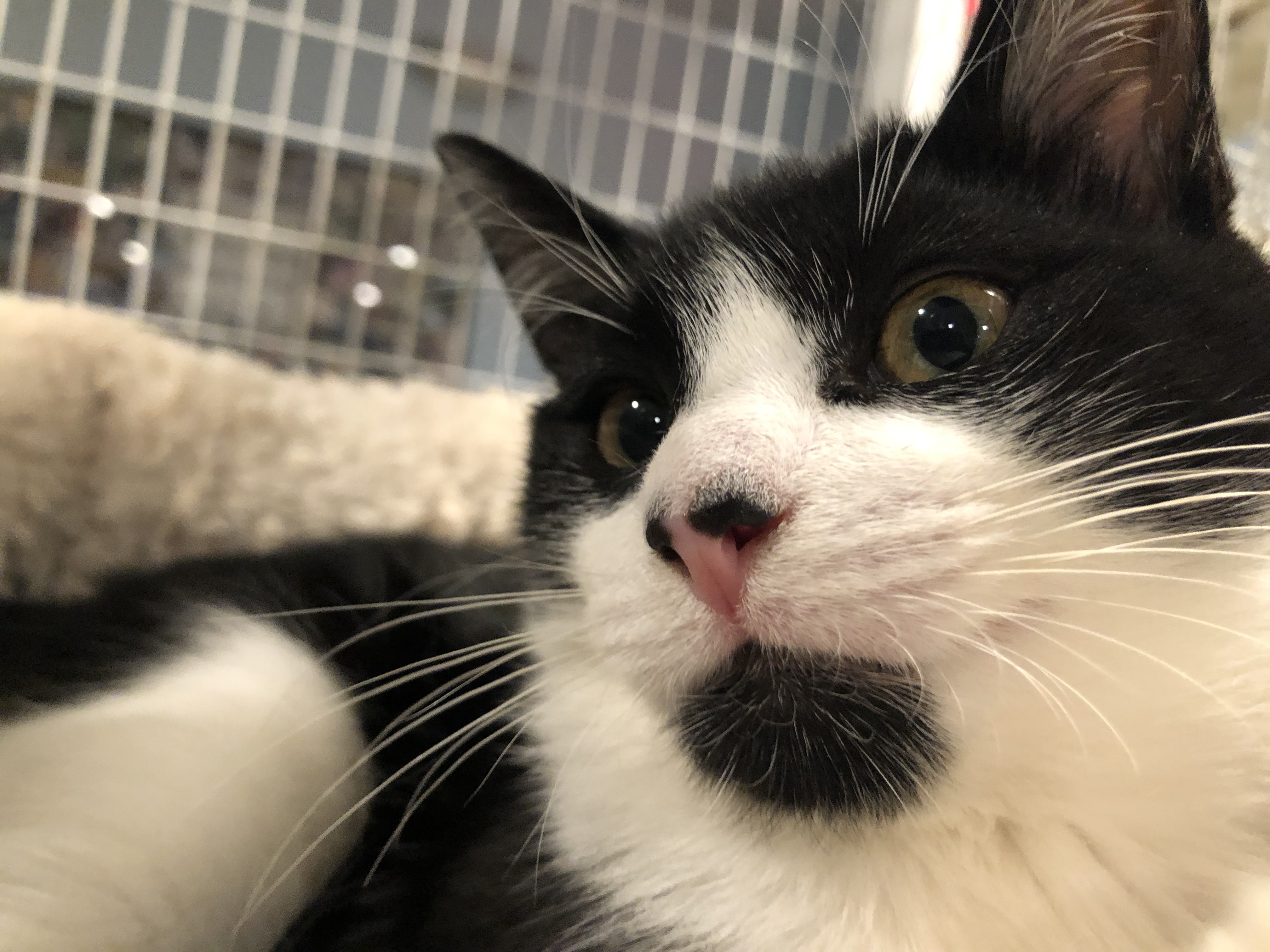 Enlarge Monty, a Adoptable American Shorthair in Clifton, NJ image 1/6