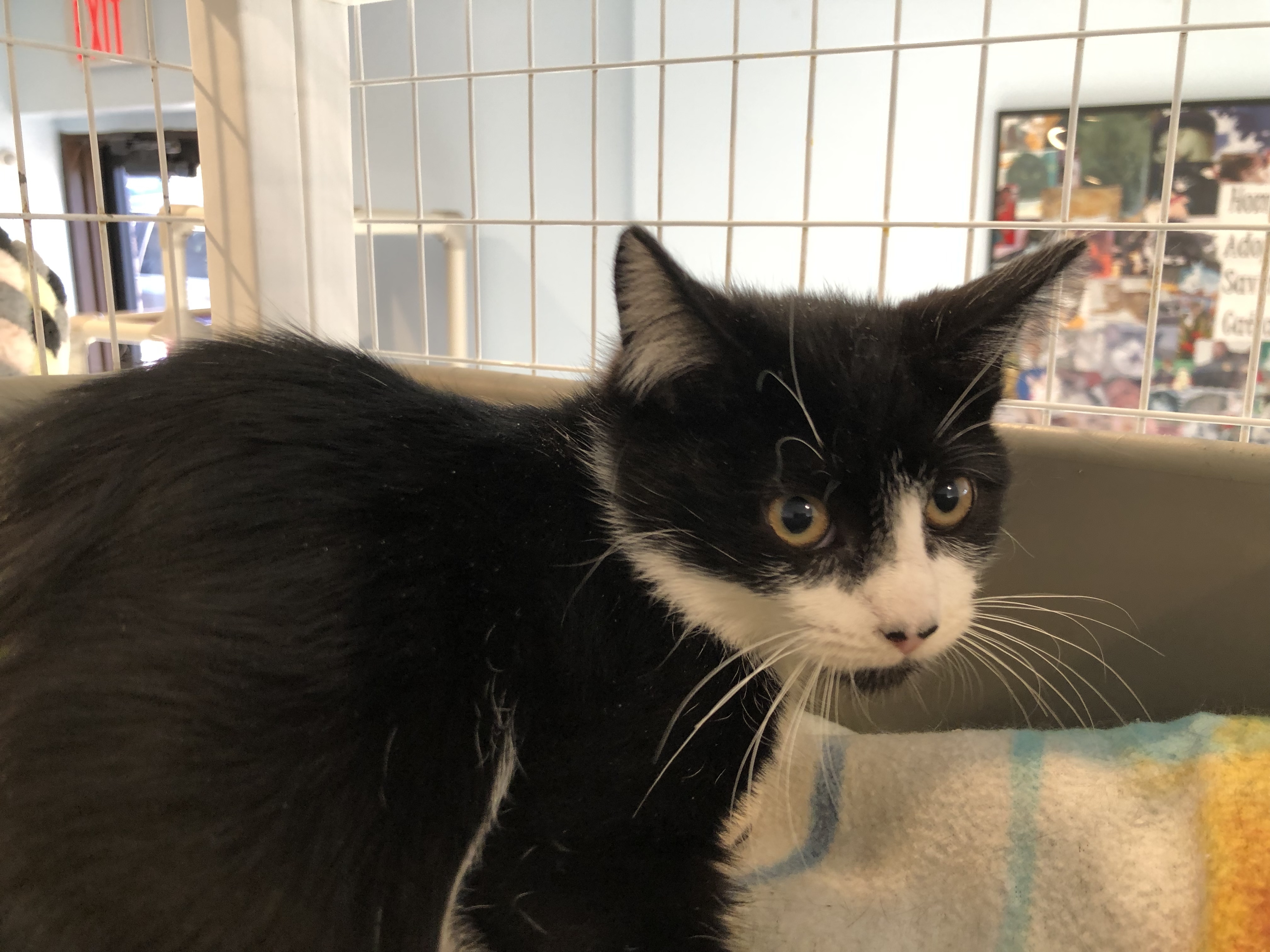 Enlarge Monty, a Adoptable American Shorthair in Clifton, NJ image 2/6