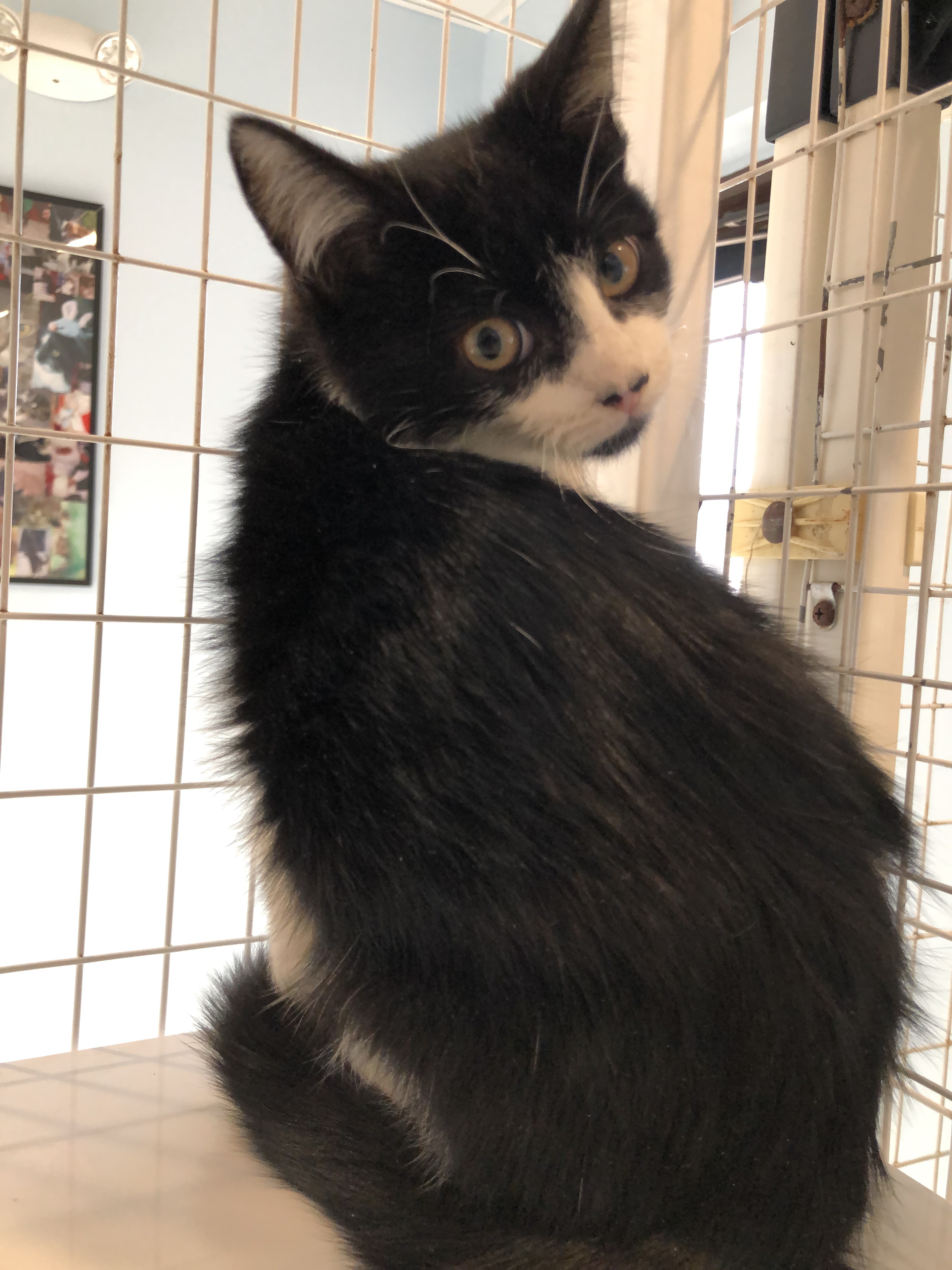 Enlarge Monty, a Adoptable American Shorthair in Clifton, NJ image 3/6