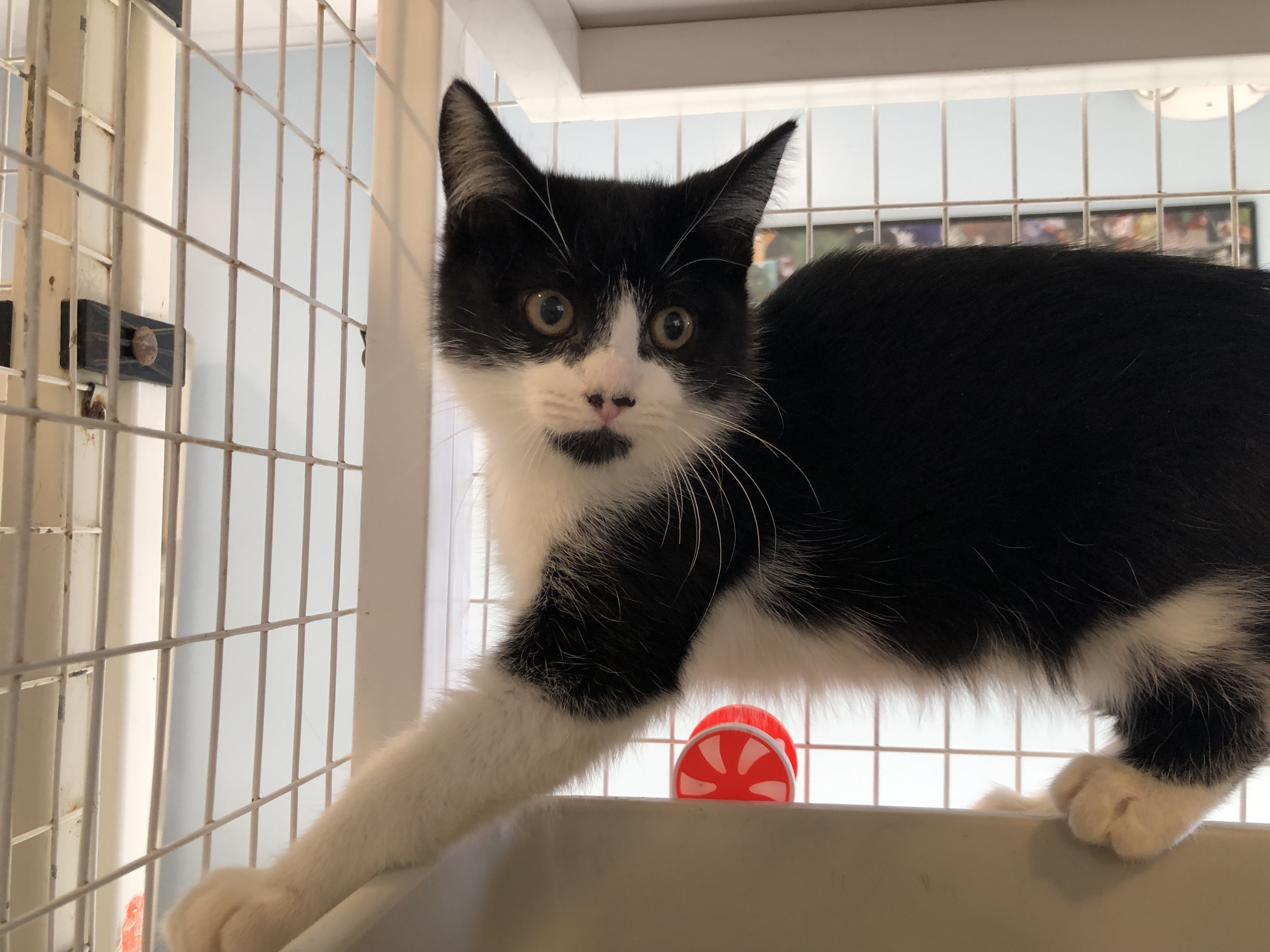 Enlarge Monty, a Adoptable American Shorthair in Clifton, NJ image 4/6