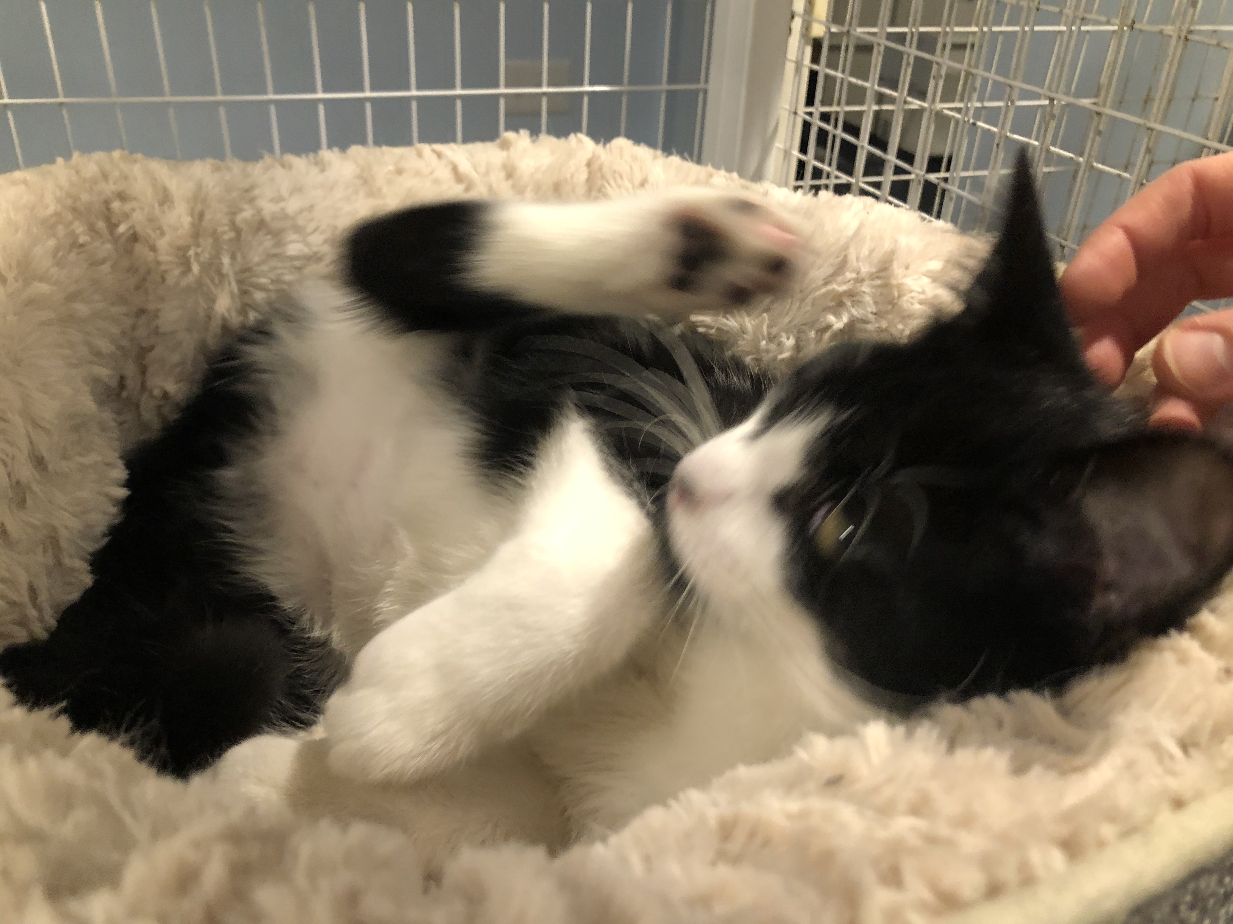 Enlarge Monty, a Adoptable American Shorthair in Clifton, NJ image 5/6